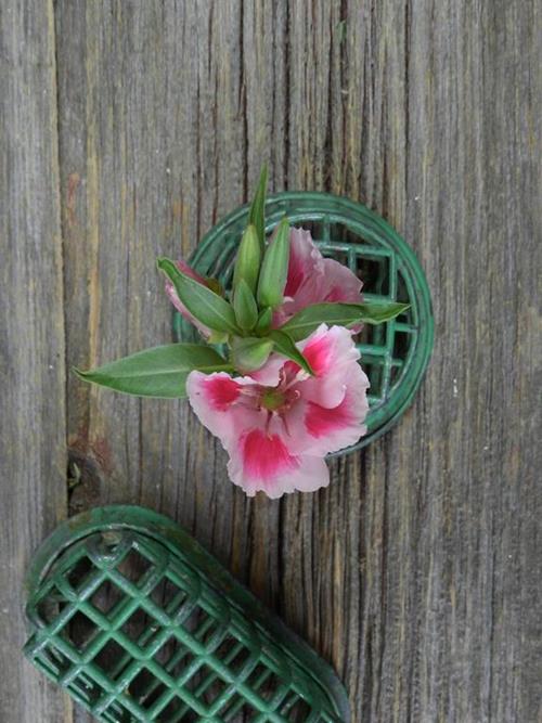 PINK GODETIA